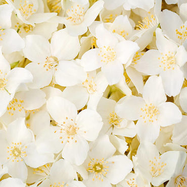 Студия творчества "Jasmin"